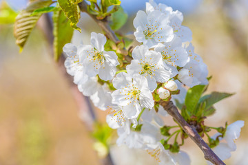 Obraz premium Spring outdoors, blooming white cherry flowers