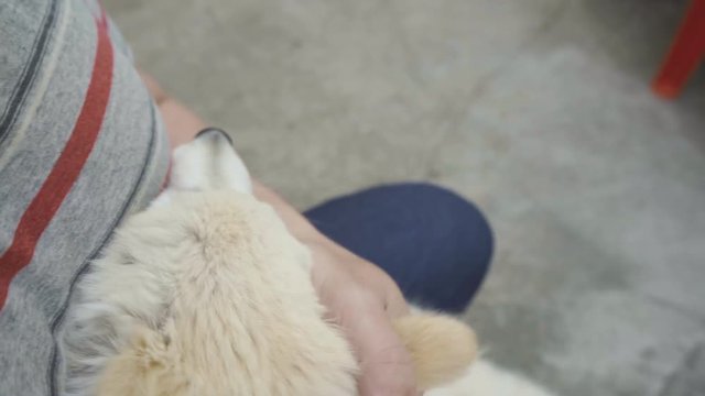 Man is playing with a cute puppy