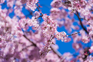 Sakura, Cherry Blossom flower in spring season