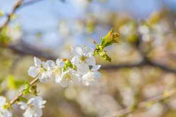 Spring outdoors, blooming white cherry flowers