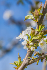 Spring outdoors, blooming white cherry flowers