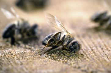 Macro image of a dead bee on a leaf of a declining beehive, plagued by the collapse of collapse and other diseases, use of pesticides in the environment and flowers.