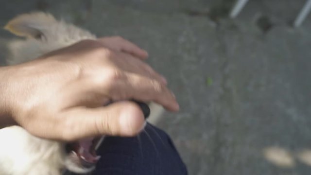 A man is playing with a cute puppy closeup