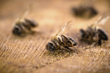 Macro image of a dead bee on a leaf of a declining beehive, plagued by the collapse of collapse and other diseases, use of pesticides in the environment and flowers.