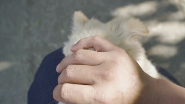 A man is playing with cute puppy close up