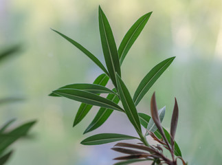 Long green leaves of the plant