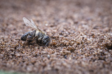 Macro image of a dead bee on a leaf of a declining beehive, plagued by the collapse of collapse and other diseases, use of pesticides in the environment and flowers.