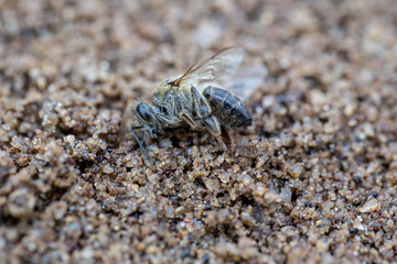 Macro image of a dead bee, lying on the ground due to the use of pesticides and poisons. Concept of bee extinction and environmental risk, use of pesticides in the environment and flowers.