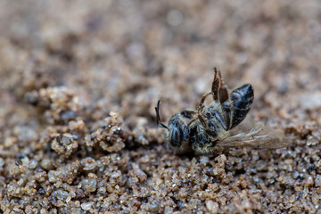 Macro image of a dead bee on a leaf of a declining beehive, plagued by the collapse of collapse and other diseases, use of pesticides in the environment and flowers.