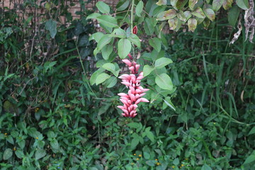 Obraz premium red flowers in the garden