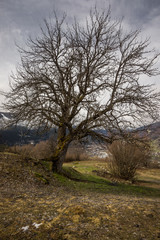 single tree in svanetian meadow
