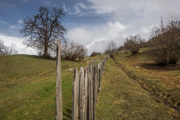 Fototapeta premium blue sky tree and fence