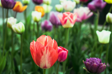 Multicolored tulips in the park, on the lawn. Symbol of love and theft. According to Feng Shui, tulips symbolize the beginning, the birth of something new. Incredibly beautiful flowers! A stunning pal