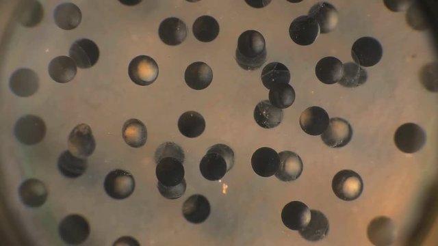Frog eggs development 1258 1