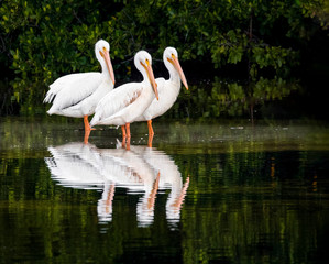 Reflected White Pelican Trio - Three American white pelicans are reflected in the waters of Ding Darling National Wildlife Refuge on Sanibel Island, Florida.