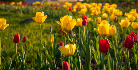 Multicolored tulips in the park, on the lawn. Symbol of love and theft. According to Feng Shui, tulips symbolize the beginning, the birth of something new. Incredibly beautiful flowers! A stunning pal