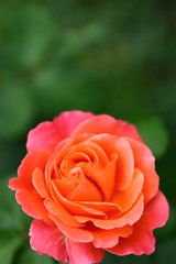 満開のバラ　タテ