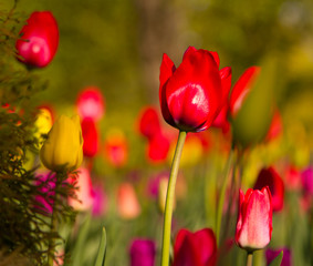 Multicolored tulips in the park, on the lawn. Symbol of love and theft. According to Feng Shui, tulips symbolize the beginning, the birth of something new. Incredibly beautiful flowers! A stunning pal