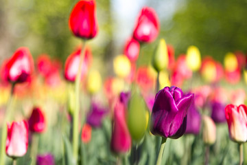 Multicolored tulips in the park, on the lawn. Symbol of love and theft. According to Feng Shui, tulips symbolize the beginning, the birth of something new. Incredibly beautiful flowers! A stunning pal