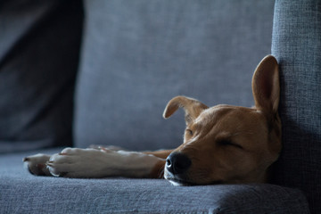 Obraz premium Perrita descanzando adorablemente