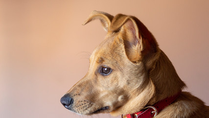 Perrita mirando por la ventana