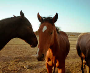 Obraz na płótnie Canvas horse in field,sun,blue,natural,caballo