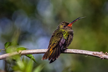 hummingbird