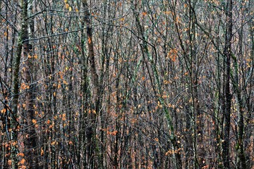 forest with trees without leaves