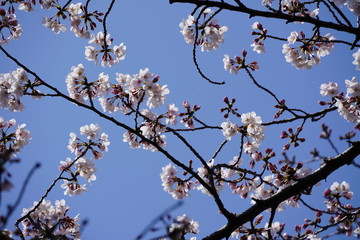 桜　枝　春　花　お花見　