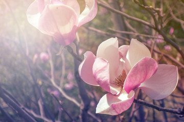 Magnolia flower in spring garden