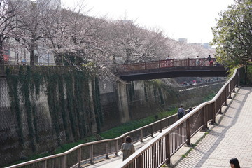 桜　花見　川沿い　春　風景