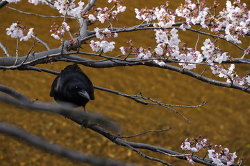 桜とカラス　鳥
