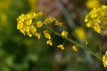 菜の花　黄色　春