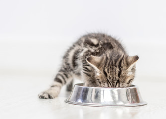 Fototapeta premium Baby kitten eating food from dish at home