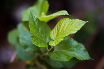 Green leaf in the nature background
