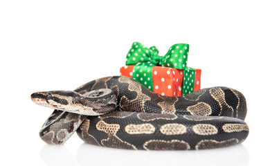 Fototapeta premium Snake with gift box. isolated on white background