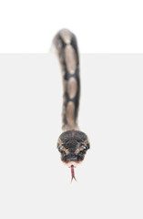 Royal Python, or Ball Python (Python regius) above white background looking at camera. Isolated on white background