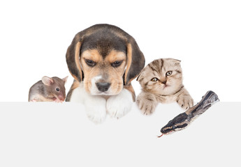 Pets  above empty white banner. isolated on white background. Empty space for text