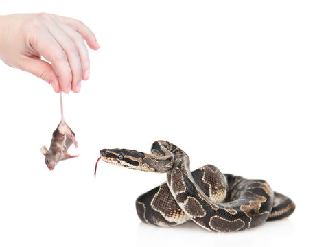 woman feeds python with mouse. Isolated on white background