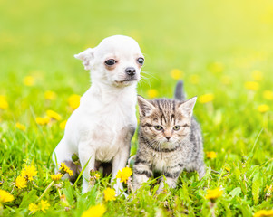 Portrait of a chihuahua puppy and a kitten on green grass