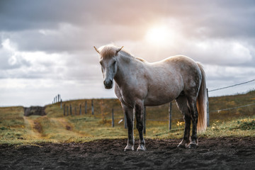 Icelandic horse in the field of scenic nature landscape of Iceland. The Icelandic horse is a breed...