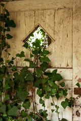 Fototapeta na wymiar door covered in ivy in an abandoned house