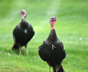 close up on wild turkeys on the meadow