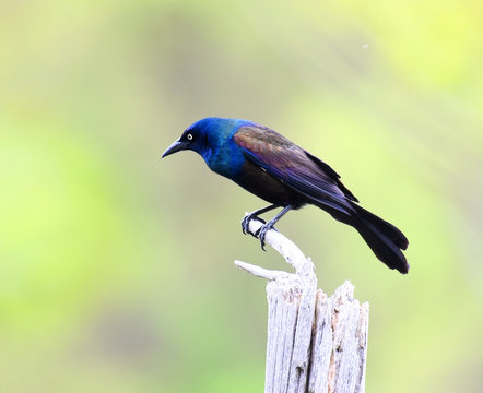 common grackle standing on the dried tree branch