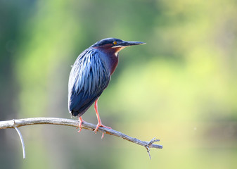 green heron standing on tree branch