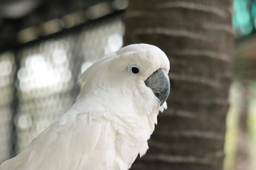 White - crested cockatoo is in the zoo