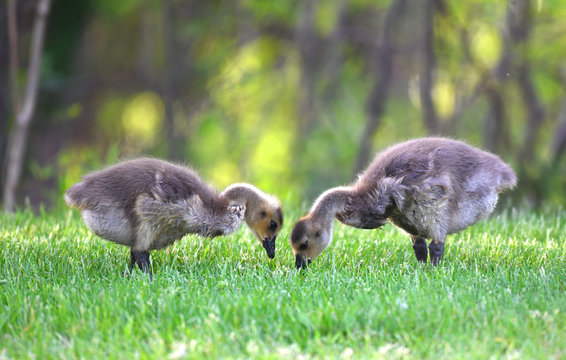 Canada goose goslings eating on the green meadow