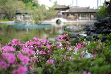 Fototapeta na wymiar chinese garden lake and flowers 
