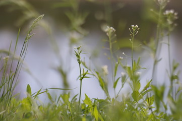 spring grass background
