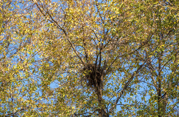 Fototapeta premium A used and abandoned old bird's nest in a tree with autumn leaves image with copy space in landscape format